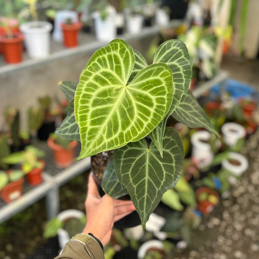 Anthurium warocqueanum x clarinervium - Fullvoksen størrelse