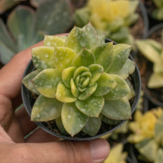 Echeveria Agovoides Gilva Variegated