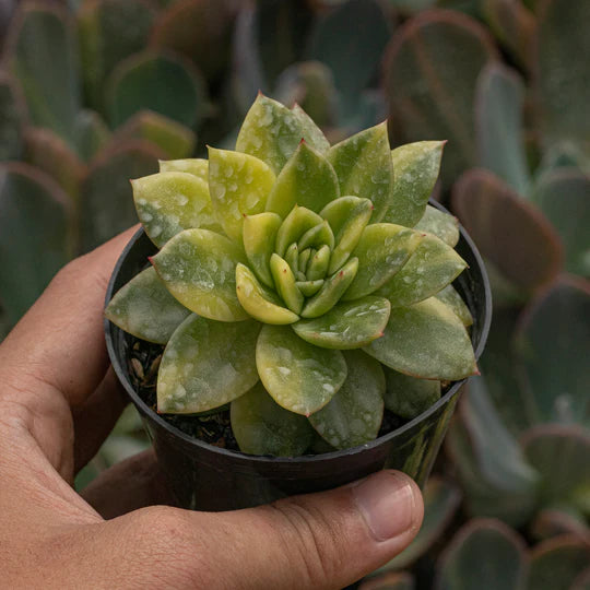 Echeveria Agovoides Gilva Variegated