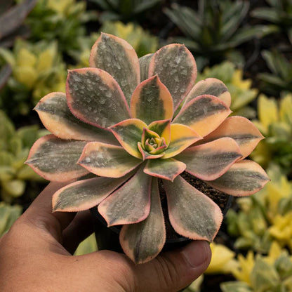 Echeveria Aonium Sunburst