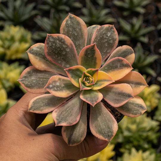 Echeveria Aonium Sunburst