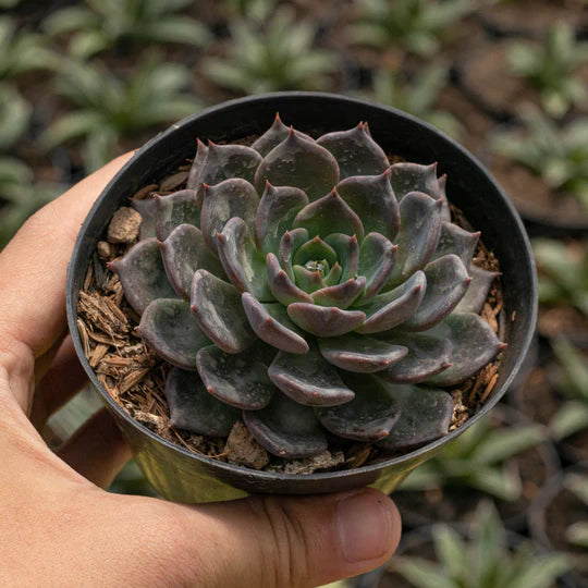 Echeveria Blue Prince