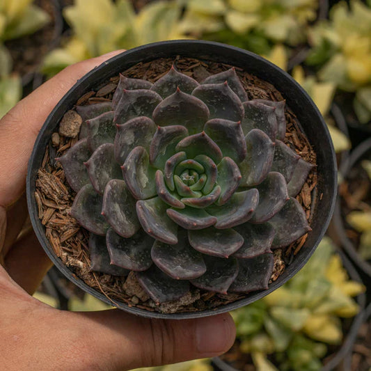 Echeveria Blue Prince