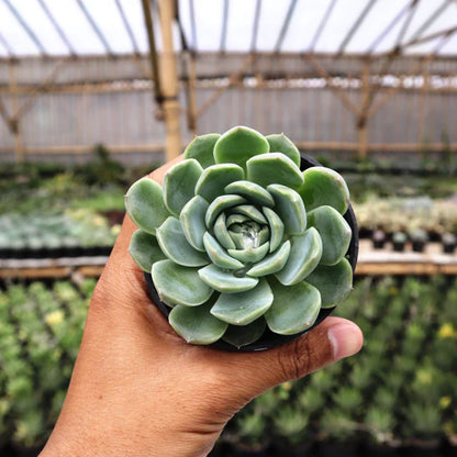 Echeveria Elegans