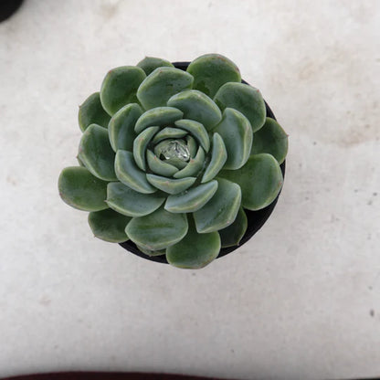 Echeveria Elegans