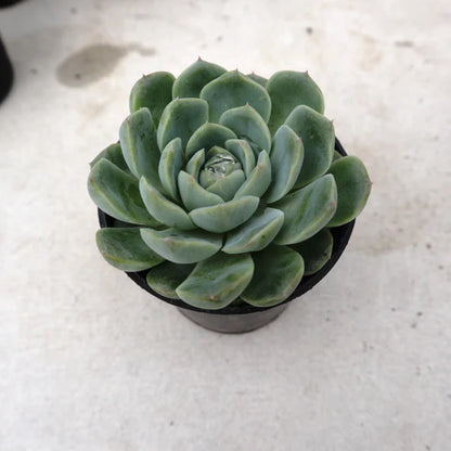 Echeveria Elegans