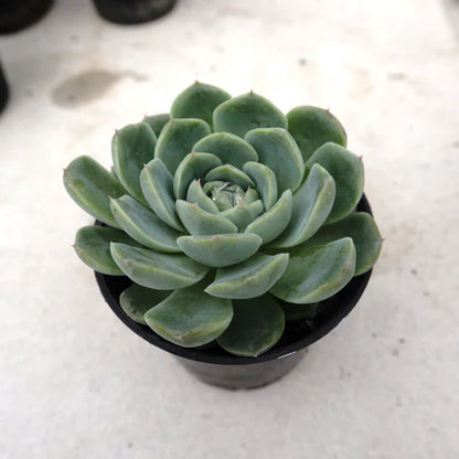 Echeveria Elegans