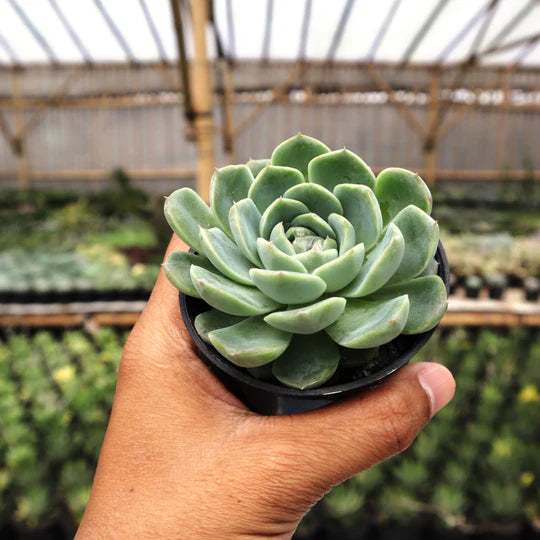 Echeveria Elegans