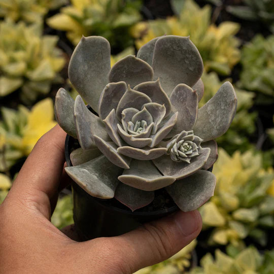 Echeveria Fantasi Rose