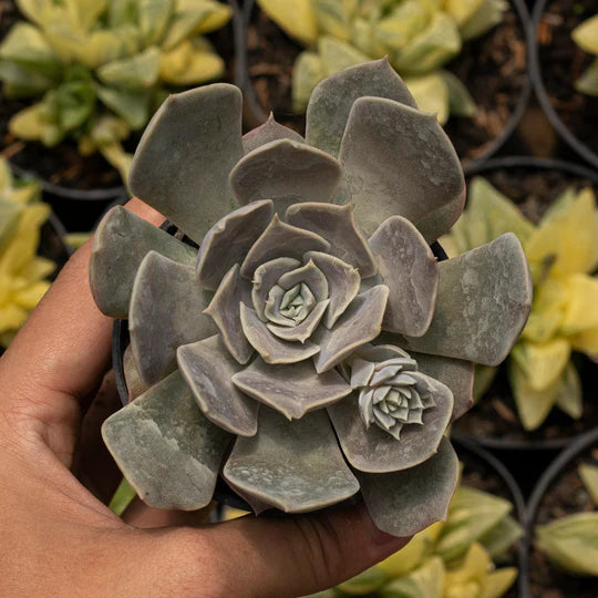 Echeveria Fantasi Rose