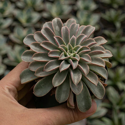 Echeveria Fantastic Fountain