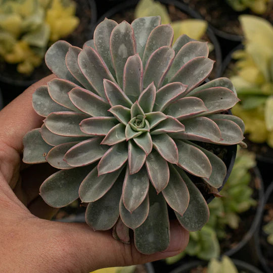 Echeveria Fantastic Fountain