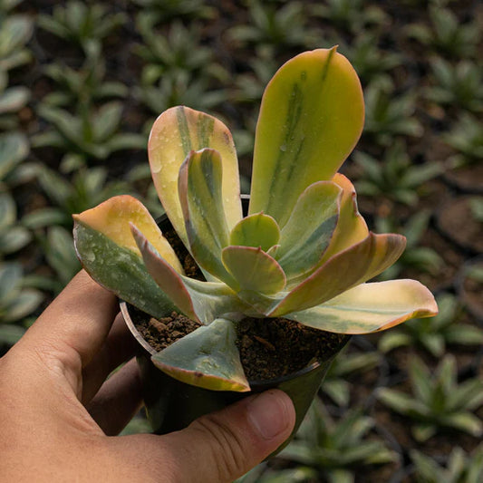 Echeveria Faulbunyan Variegated