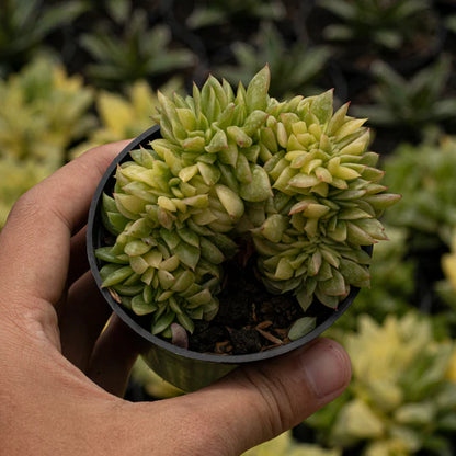 Echeveria Gilva Crested Variegated