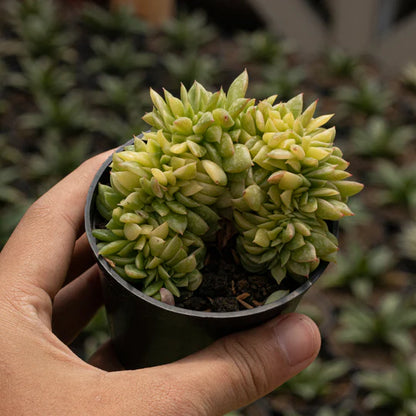 Echeveria Gilva Crested Variegated