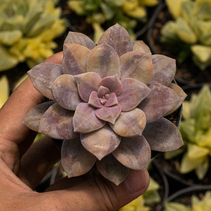 Echeveria Graftoferia Superbum Variegated