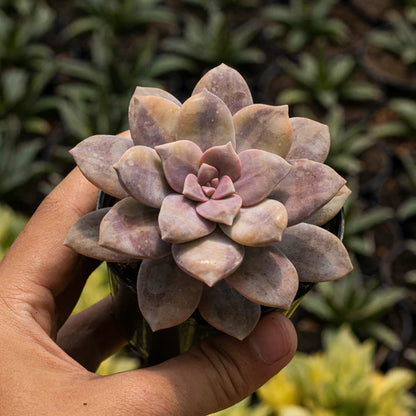 Echeveria Graftoferia Superbum Variegated