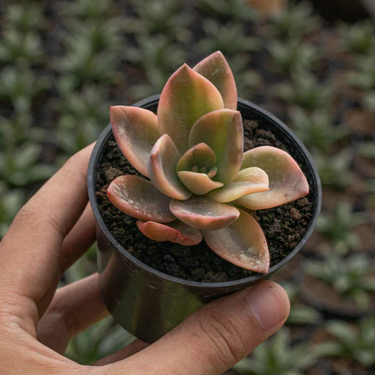 Echeveria Grapto bayisenii Variegated