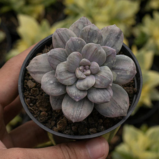 Echeveria Graptoveria Silverbum Variegated