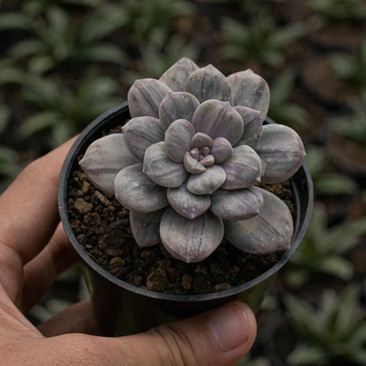 Echeveria Graptoveria Silverbum Variegated