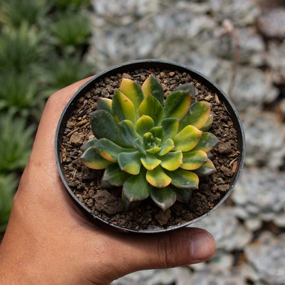 Echeveria Green Emerald