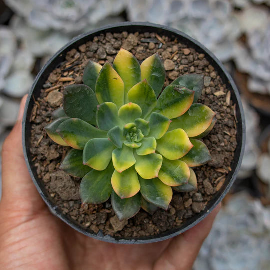 Echeveria Green Emerald