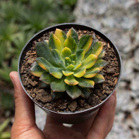 Echeveria Green Emerald