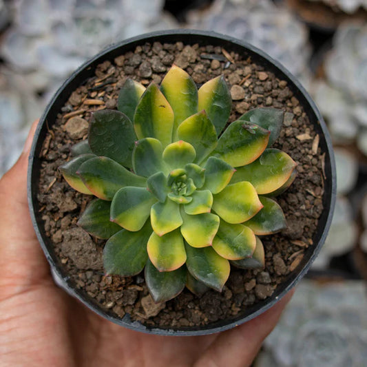 Echeveria Green Emerald