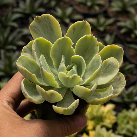 Echeveria Green Mint