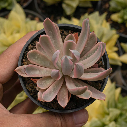 Echeveria Holway