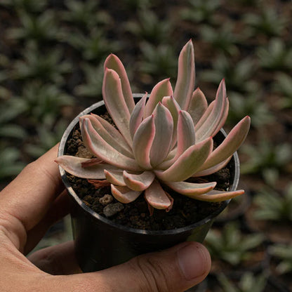 Echeveria Holway