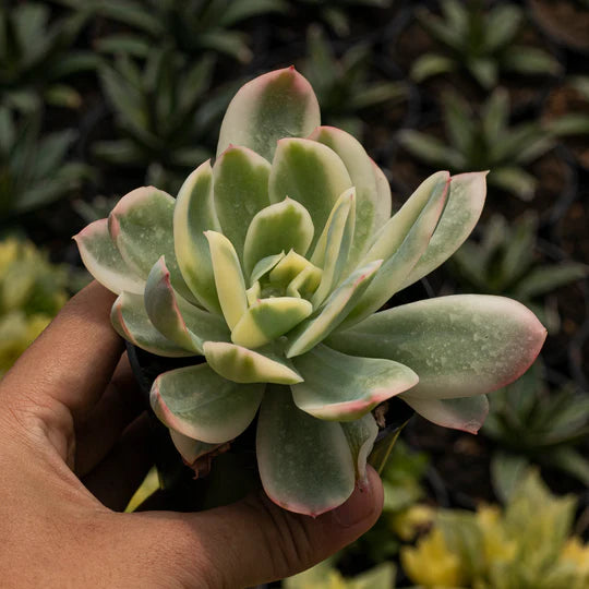 Echeveria Lemon Rose Variegated