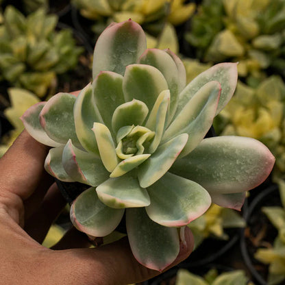 Echeveria Lemon Rose Variegated