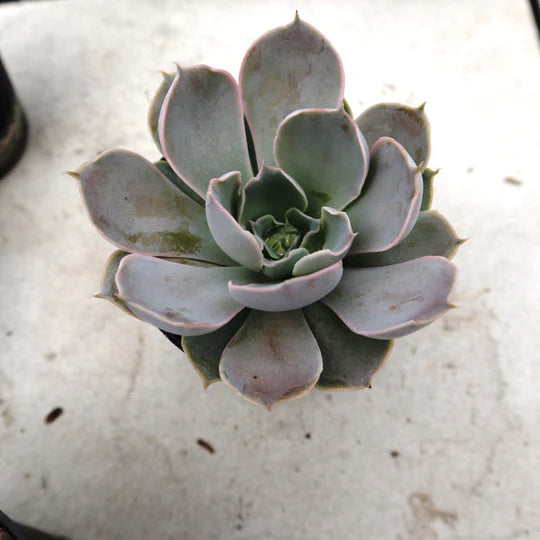 Echeveria Lilac Dance