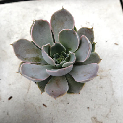 Echeveria Lilac Dance