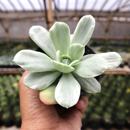 Echeveria Lime Lemon