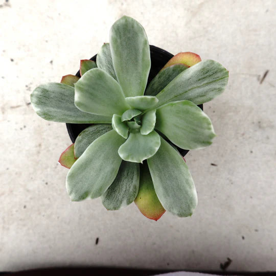 Echeveria Lime Lemon