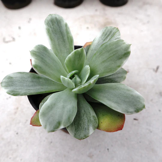 Echeveria Lime Lemon