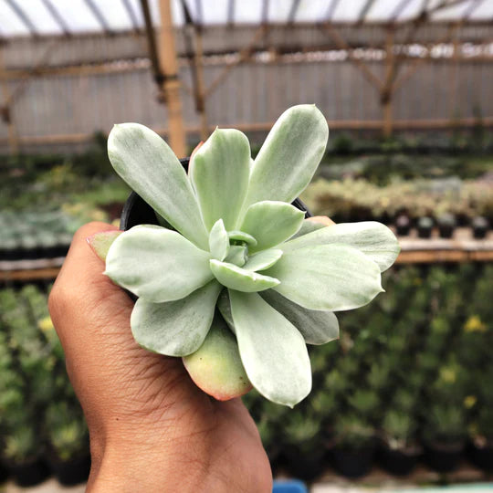 Echeveria Lime Lemon