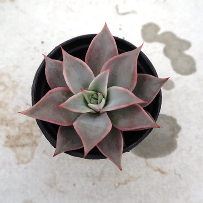 Echeveria Madiba