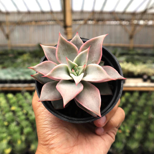 Echeveria Madiba