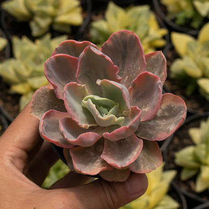 Echeveria Margint