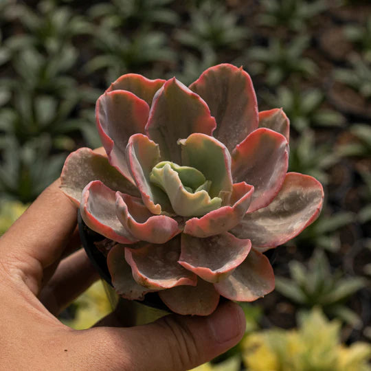 Echeveria Margint