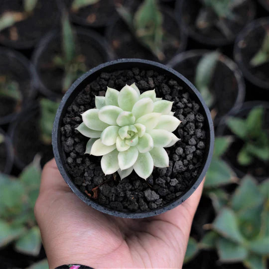 Echeveria Mebina