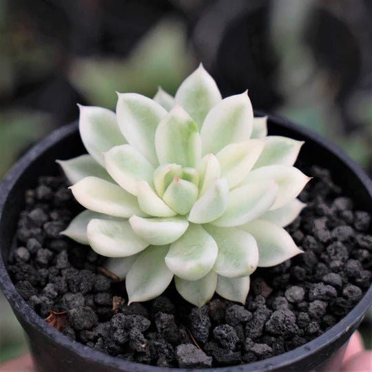 Echeveria Mebina