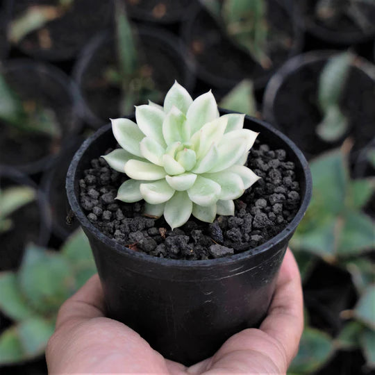 Echeveria Mebina