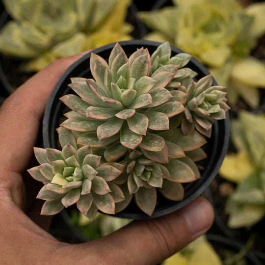 Echeveria Minibell Variegated