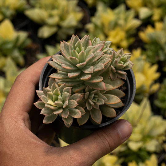 Echeveria Minibell Variegated