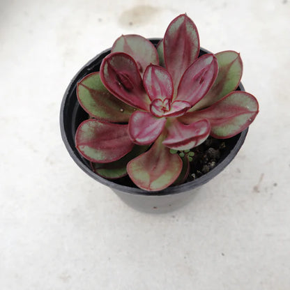 Echeveria Nodulosa