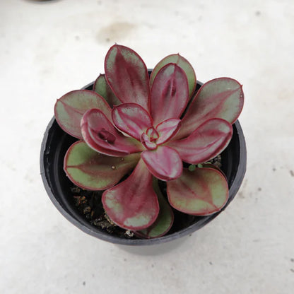 Echeveria Nodulosa